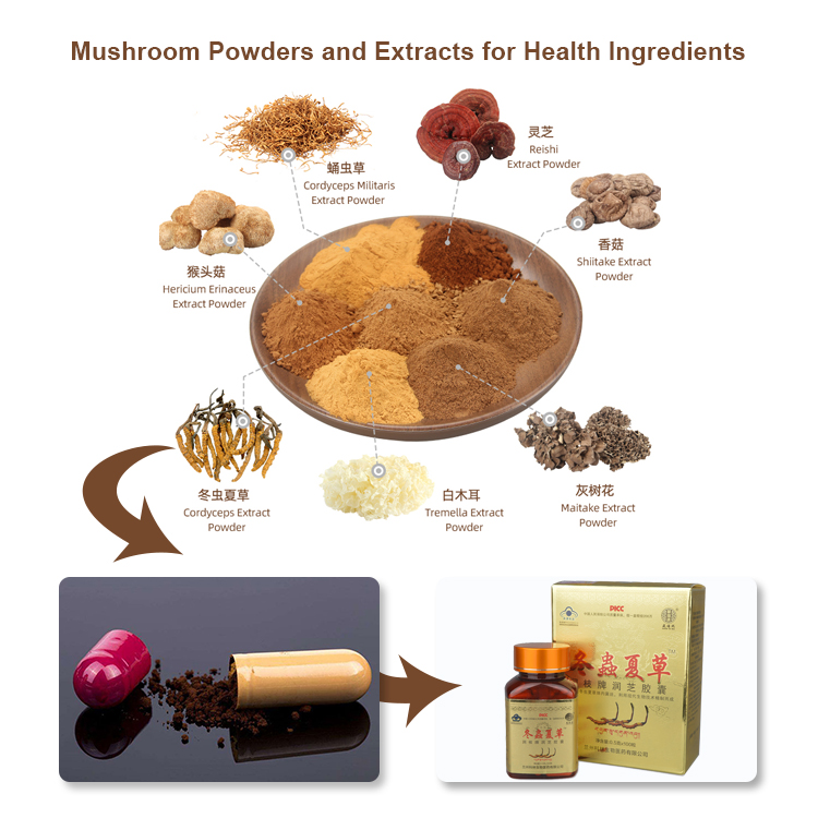 Wholesale USDA Certified Red Reishi Extract – Vegan & Non-GMO Options
